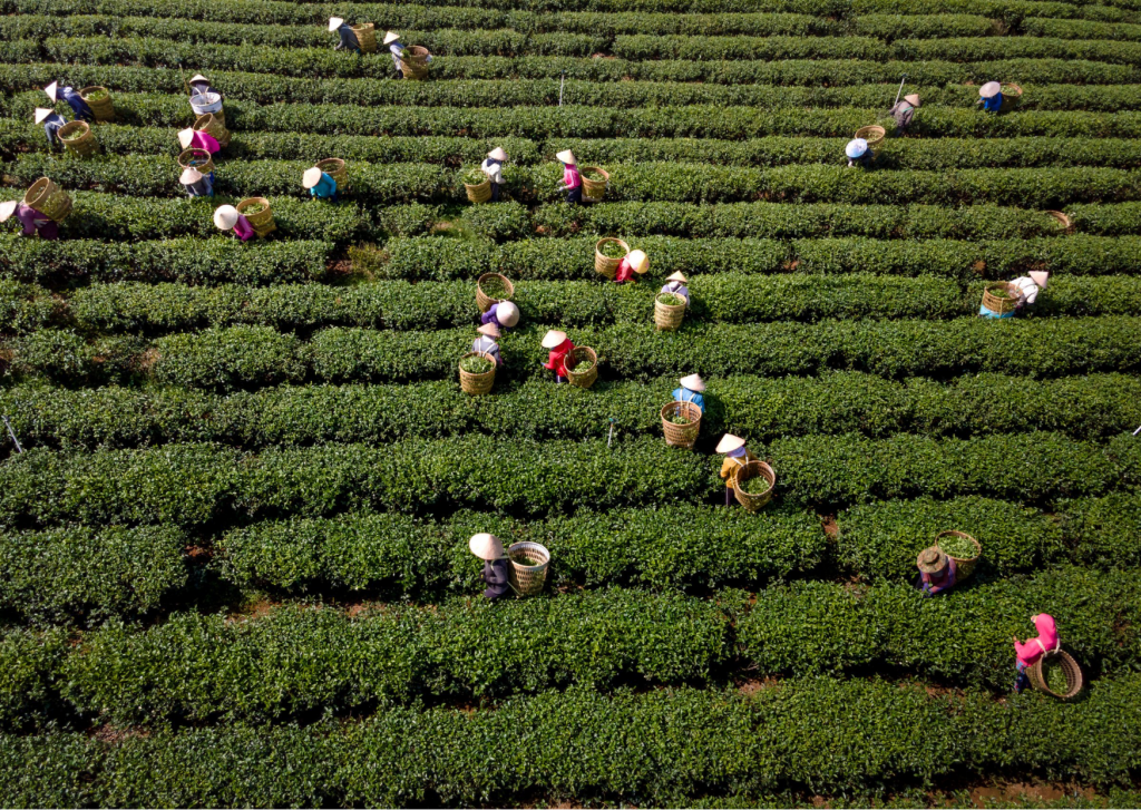 I Don’t Drink Coffee, I Take Tea My Dear, But Which Tea?